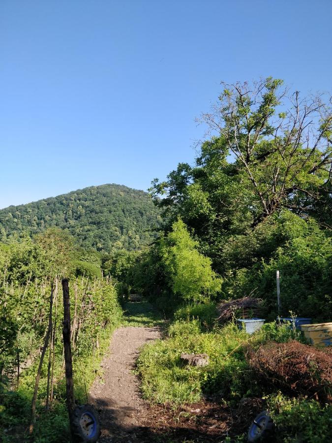 Jibghashvilebi'S House 라고데키 외부 사진